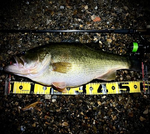 ブラックバスの釣果