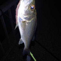 セイゴ（マルスズキ）