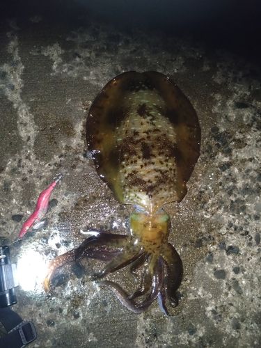 アオリイカの釣果