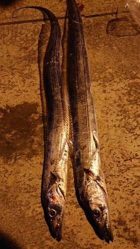 タチウオの釣果