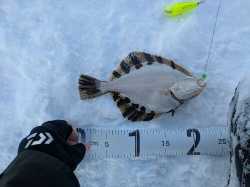 カワガレイの釣果