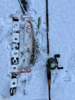 アメマスの釣果