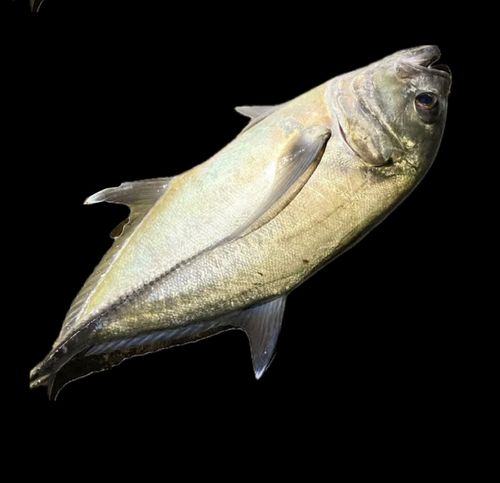 ギンガメアジの釣果