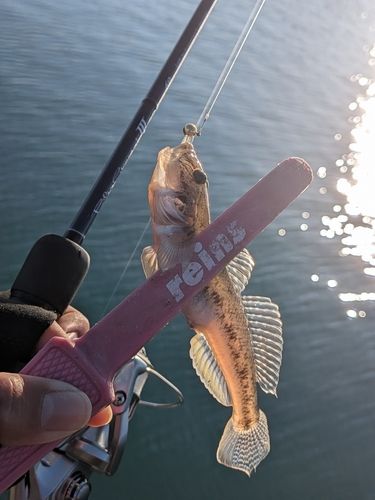 マハゼの釣果