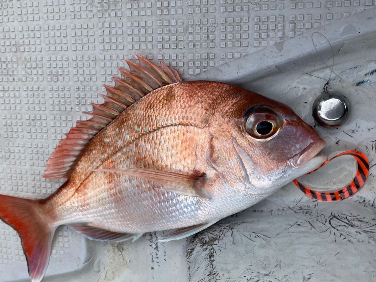 ちぬだんごさんの釣果 1枚目の画像