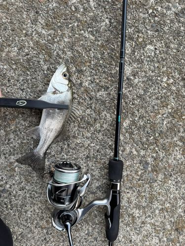 セイゴ（ヒラスズキ）の釣果