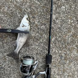 セイゴ（ヒラスズキ）