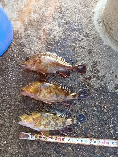 新舞子マリンパーク