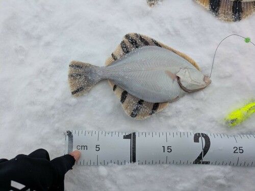 カワガレイの釣果