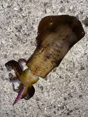 アオリイカの釣果