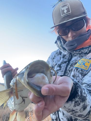 マナマズの釣果