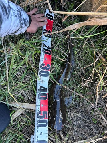 マナマズの釣果