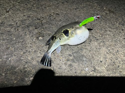 フグの釣果