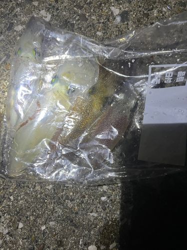 千葉港中央埠頭