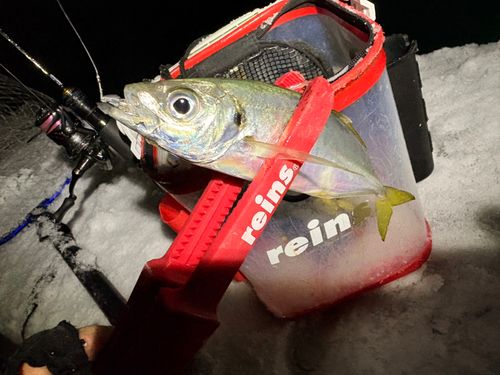 マアジの釣果
