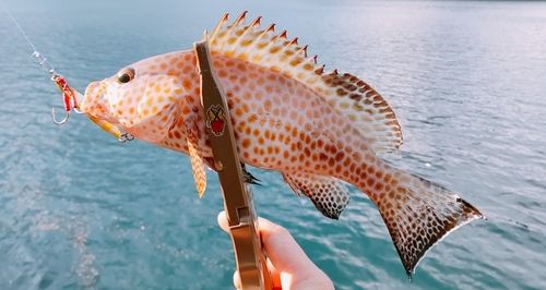 オオモンハタの釣果