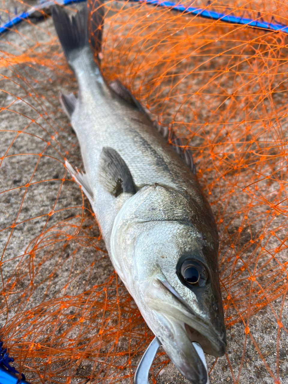 SHIMANO 23ヴァンキッシュ C3000MHGの最安値・インプレ・釣果 | 本音の