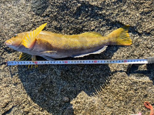 アイナメの釣果