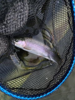 ニジマスの釣果