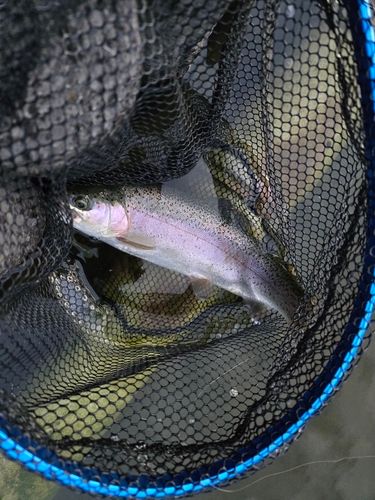 ベリーパーク in FISH ON! 王禅寺