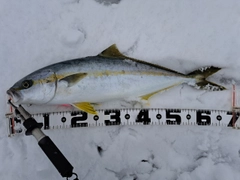 ヒラマサの釣果