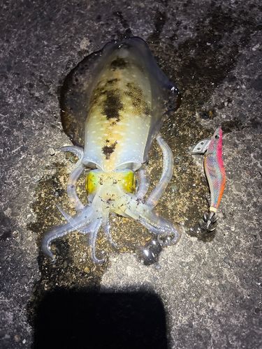 アオリイカの釣果