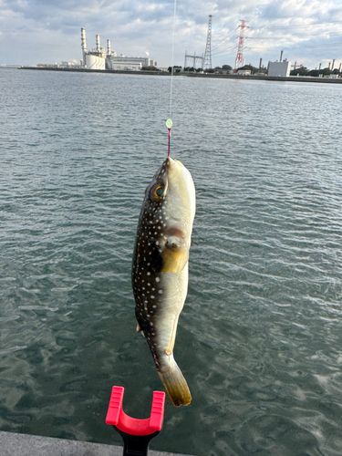 クサフグの釣果