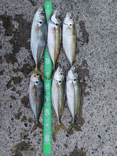 アジの釣果