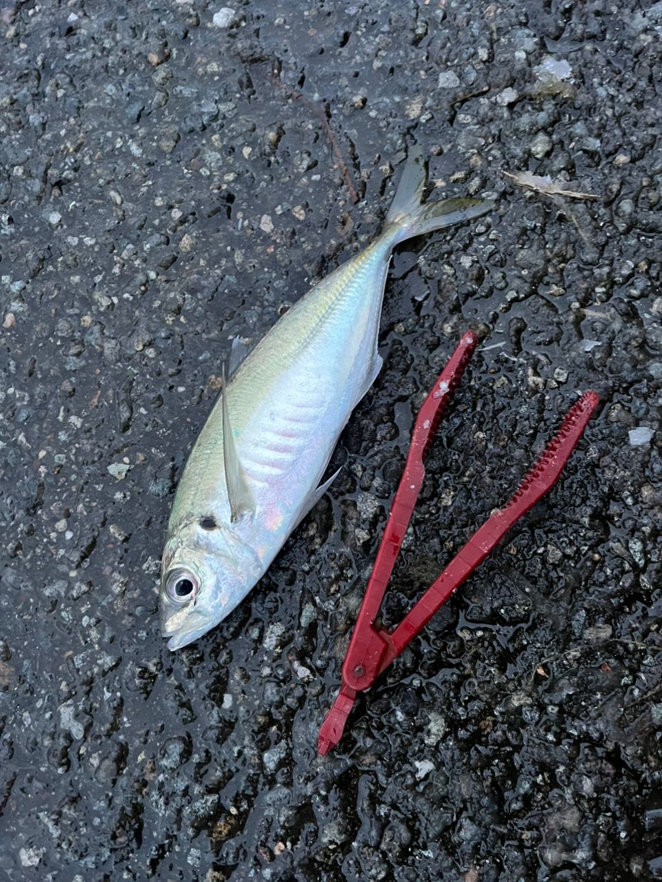 SHIMANO ホリデー イソ 4-530PTSの最安値・インプレ・釣果 | 本音の