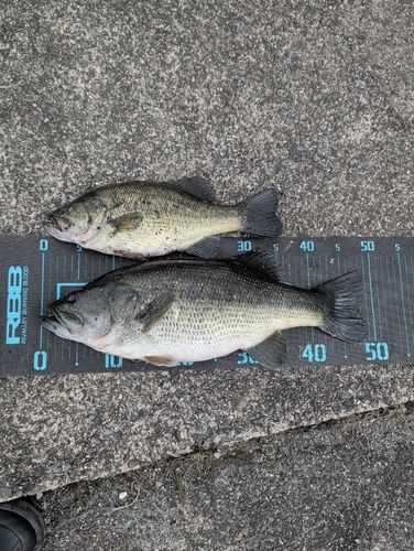 ブラックバスの釣果