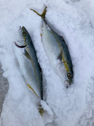 フクラギの釣果