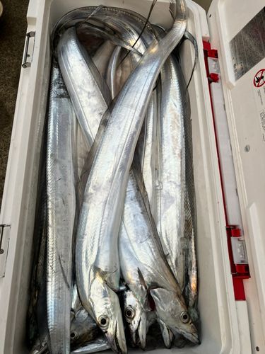 東京湾（アクアライン〜富津）