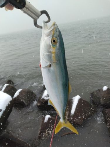 ツバイソの釣果