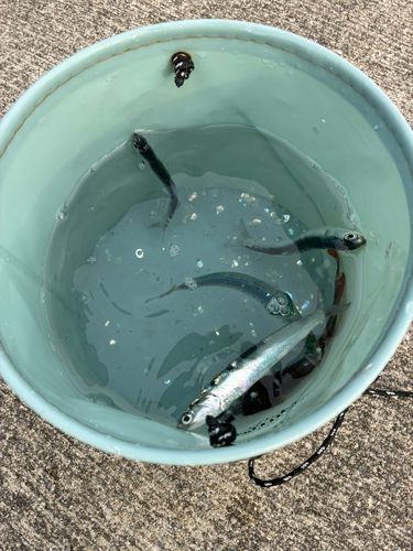 イワシの釣果