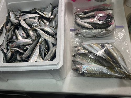 サッパの釣果