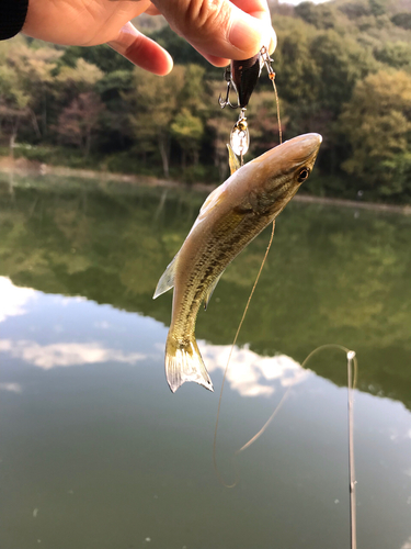 ラージマウスバスの釣果