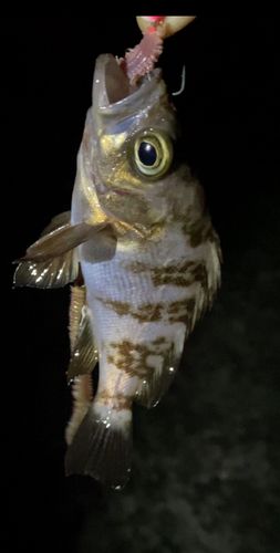 アカメバルの釣果