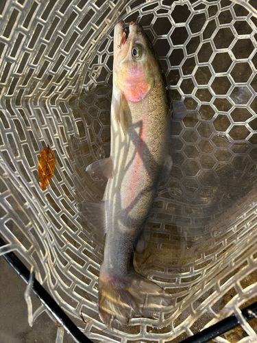 ニジマスの釣果