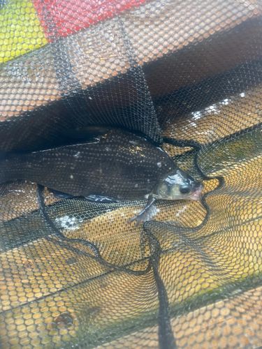 ダントウボウの釣果