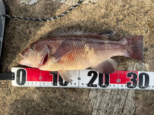 コブダイの釣果