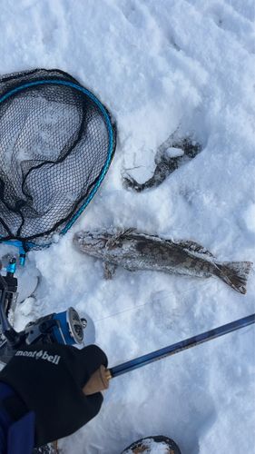 アイナメの釣果