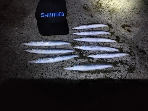 アカカマスの釣果