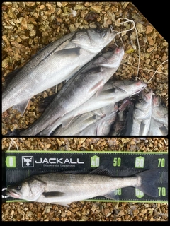 シーバスの釣果