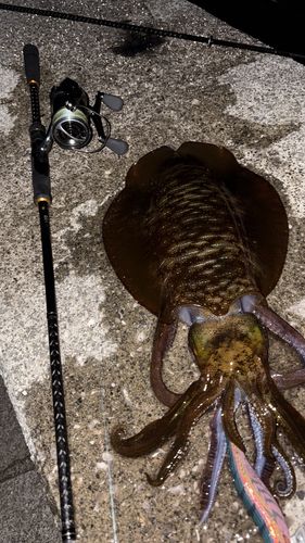 アオリイカの釣果