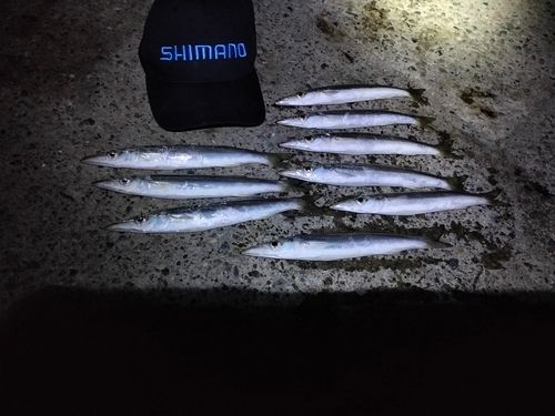 アカカマスの釣果