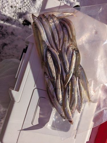 ワカサギの釣果