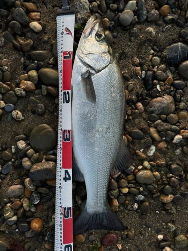 セイゴ（ヒラスズキ）の釣果