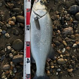 セイゴ（ヒラスズキ）