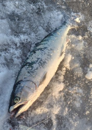 サクラマスの釣果