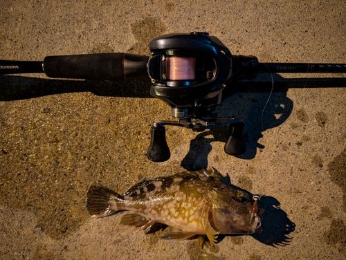 カサゴの釣果